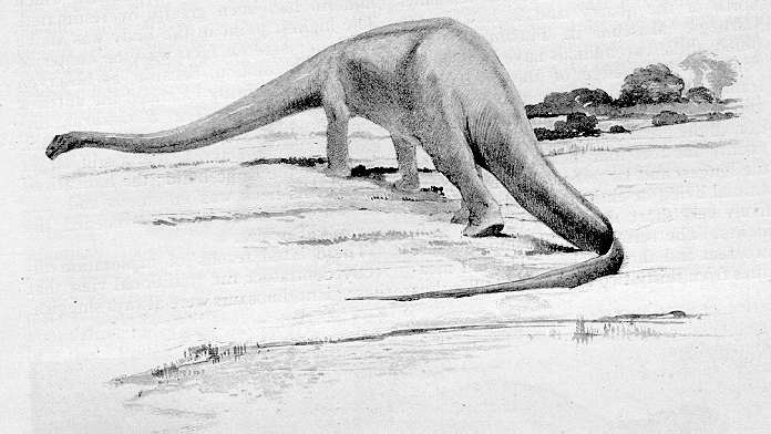 Diplodocus